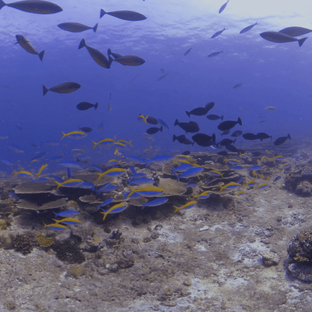 Reef Fish Spectacle: Schooling Near Surface
