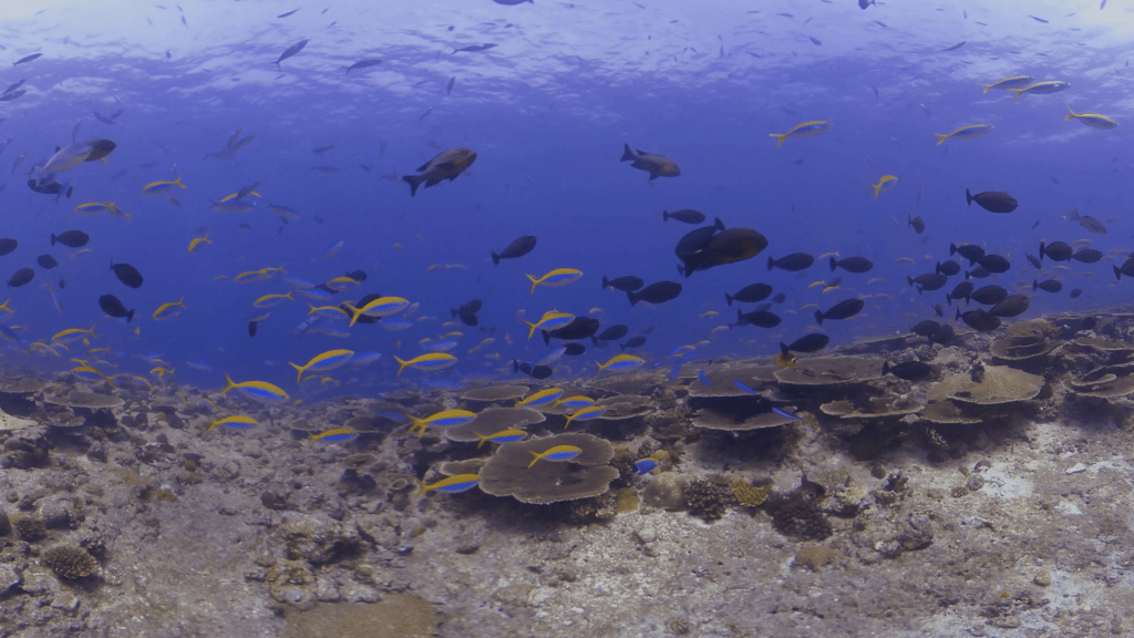 Dynamic Reef Congregation: Surgeonfish, Fusiliers