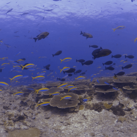 Dynamic Reef Congregation: Surgeonfish, Fusiliers