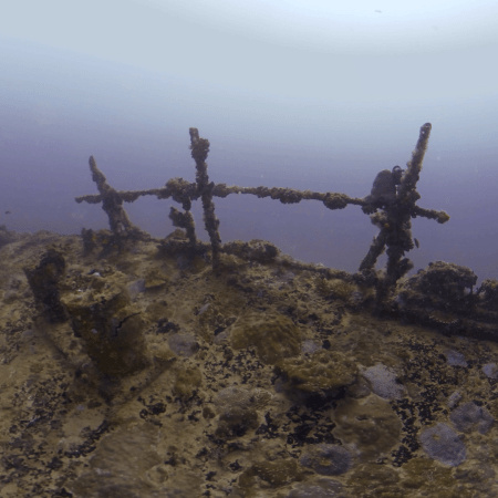 Shipwreck Deck: Marine Life Thriving
