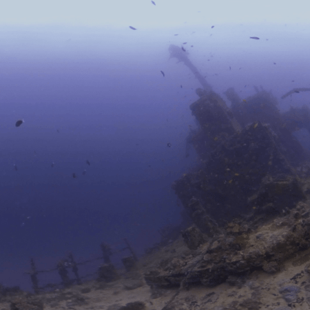 Sunken Deck: Marine Life Thriving on Shipwreck