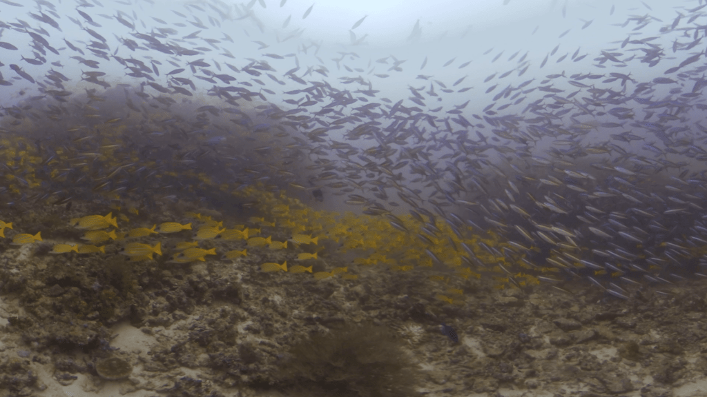 Fish Tornado: Snappers & Trevally