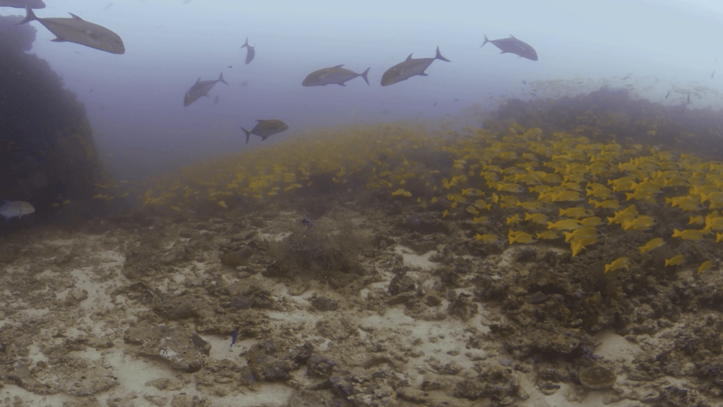 Snapper Swarm & Trevally Hunt