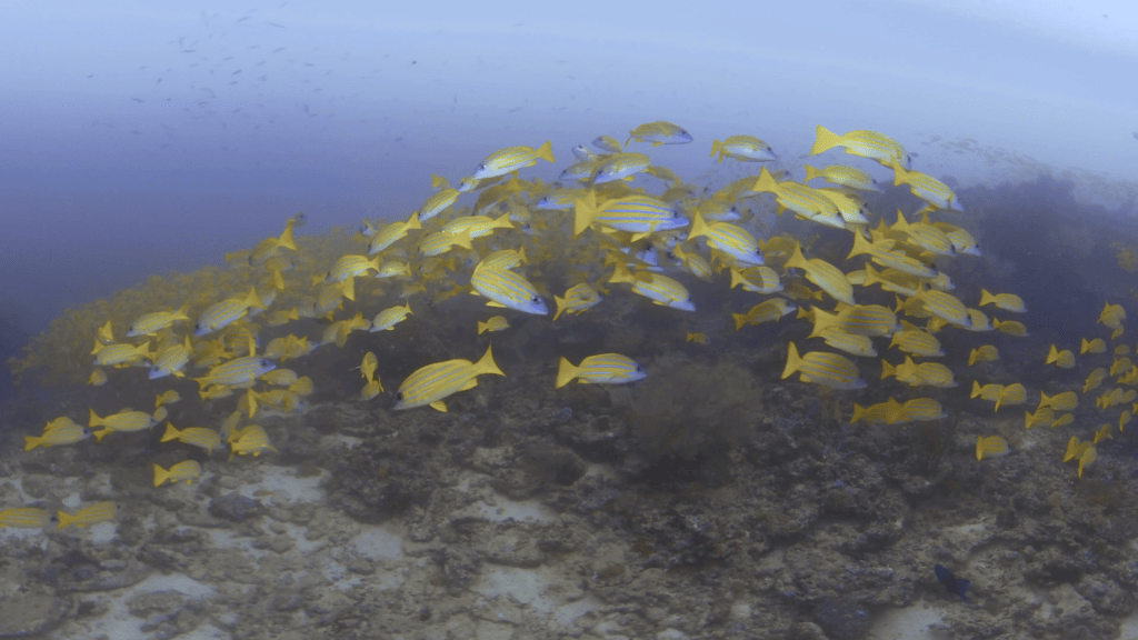 Golden School: Snappers on Reef
