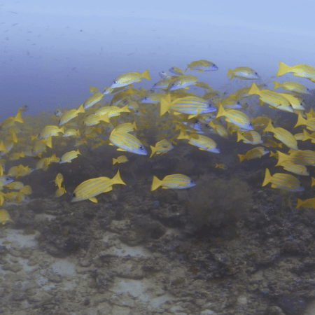 Golden School: Snappers on Reef