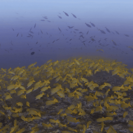 Golden School Snapper Reef Flight