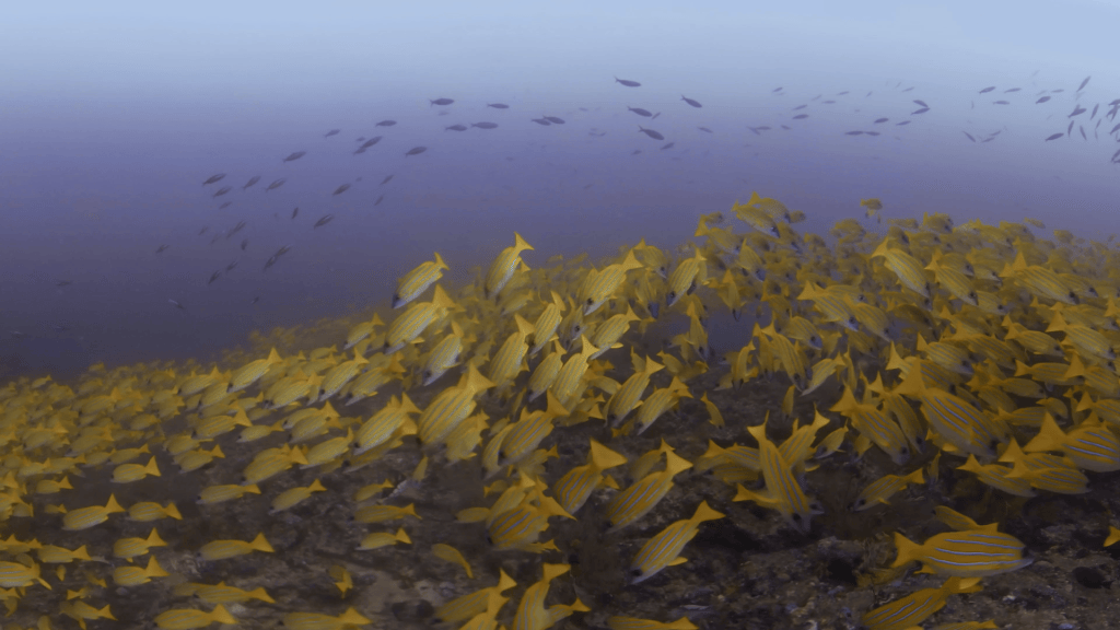 Golden School: Snappers on Reef