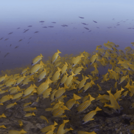 Golden School: Snappers on Reef