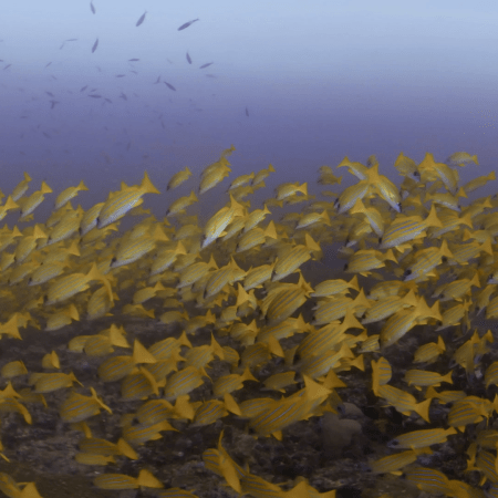 Golden School: Snappers on Reef