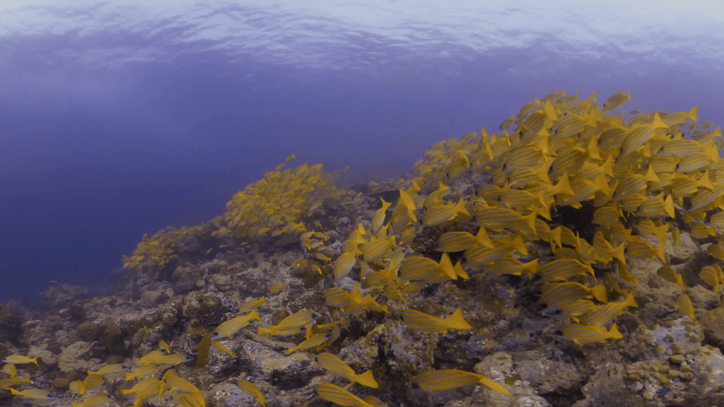 Golden Snapper Swarm on Sunlit Reef Slope