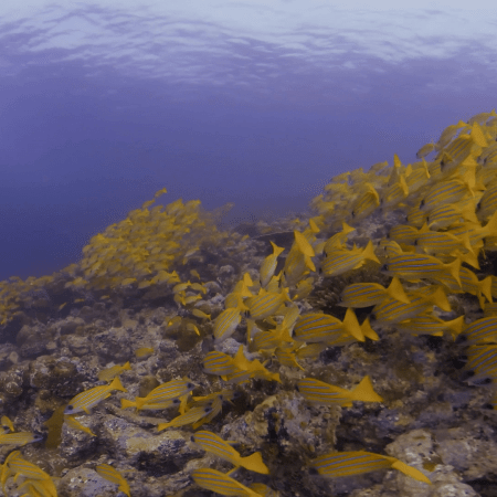 Golden Snapper Swarm on Sunlit Reef Slope