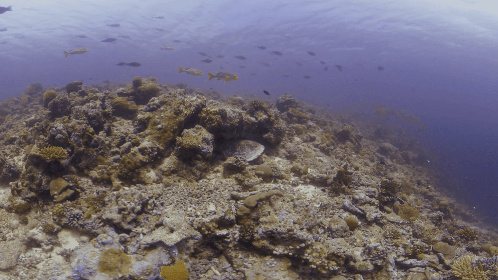 Reef Life: Turtle Resting Amidst Tropical Shoal