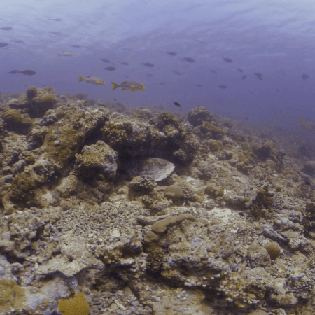 Reef Life: Turtle Resting Amidst Tropical Shoal
