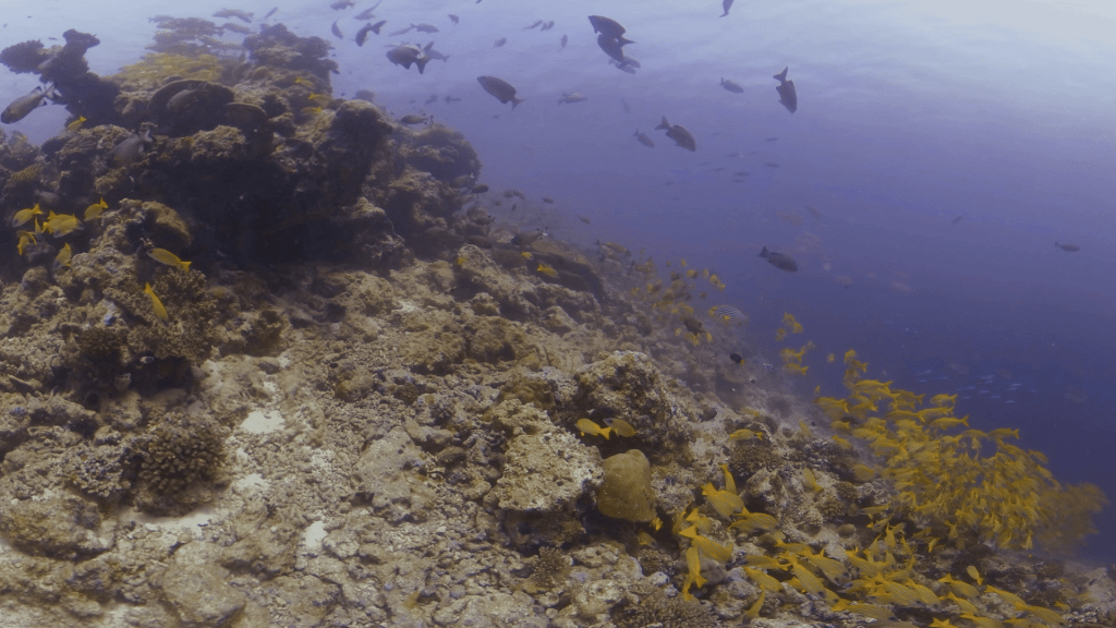 Reef Edge Schooling Frenzy
