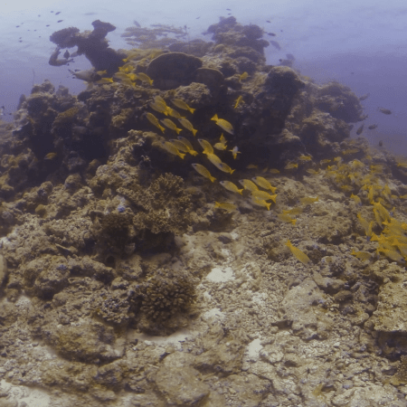 Vibrant Snapper School on Coral Ridge
