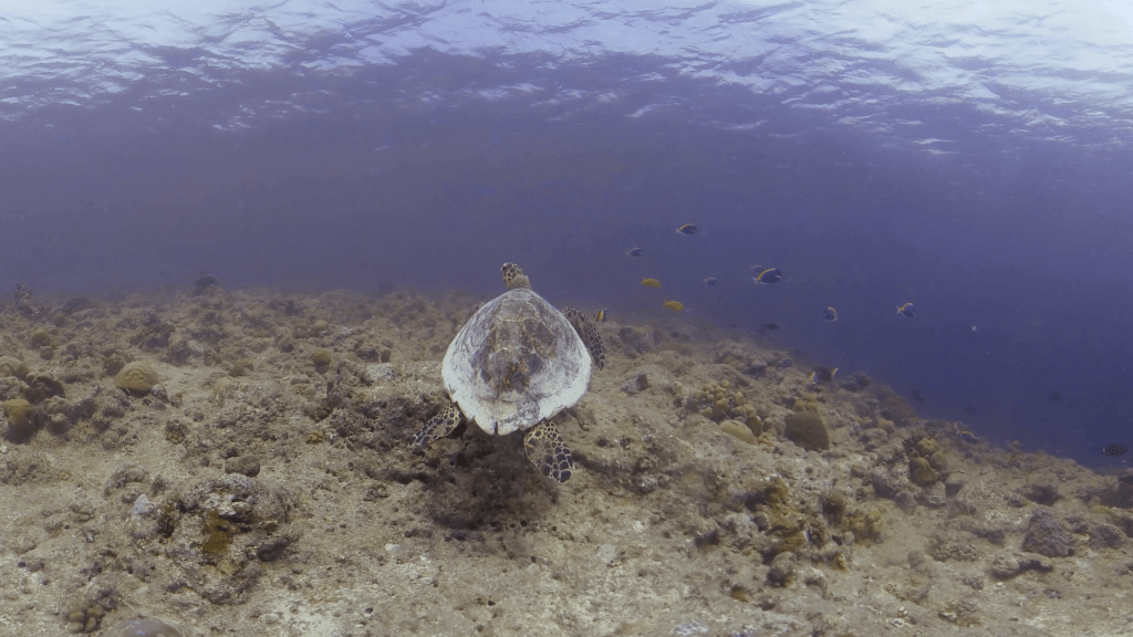 Hawksbill Turtle Glides Over Sunlit Reef