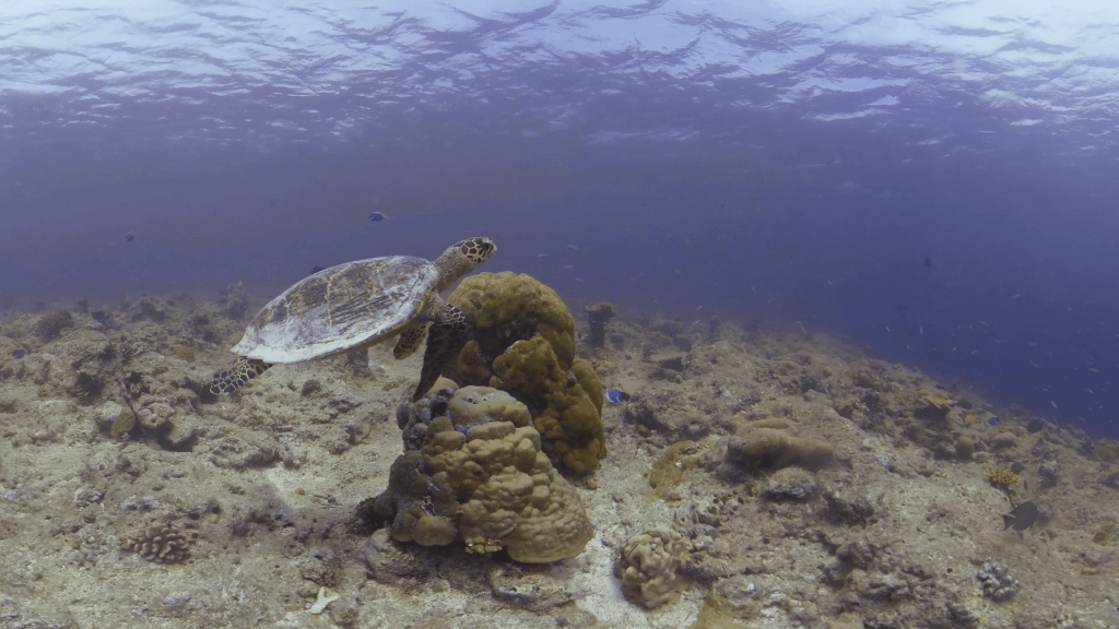 Hawksbill Ascent Over Coral Rubble