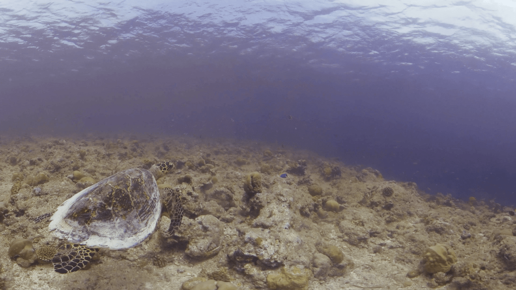 Hawksbill Foraging on Shallow Reef Rubble