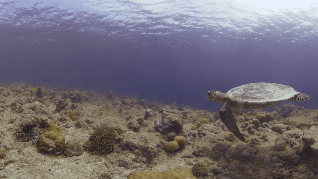Hawksbill Turtle Navigates Sunlit Reef Flat