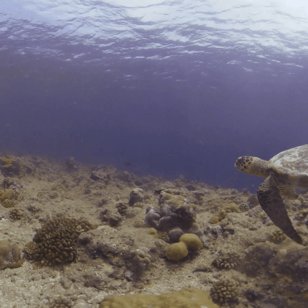 Hawksbill Turtle Navigates Sunlit Reef Flat