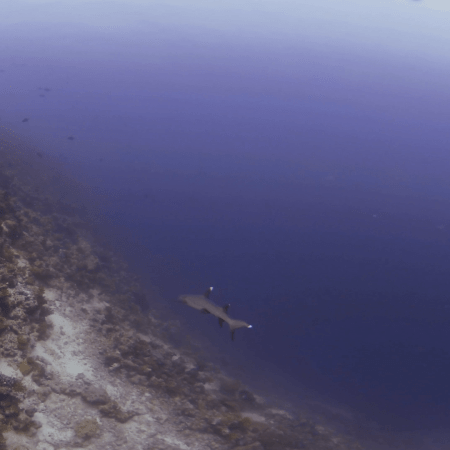 Reef Guardian: Whitetip Shark Patrol