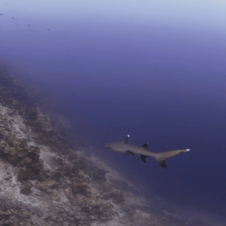 Whitetip Reef Shark: Abyss Patrol