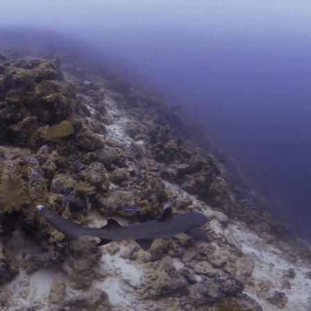 Whitetip Reef Shark Patrols Coral Slope