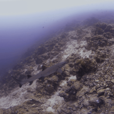 Reef Hunter's Subaquatic Patrol