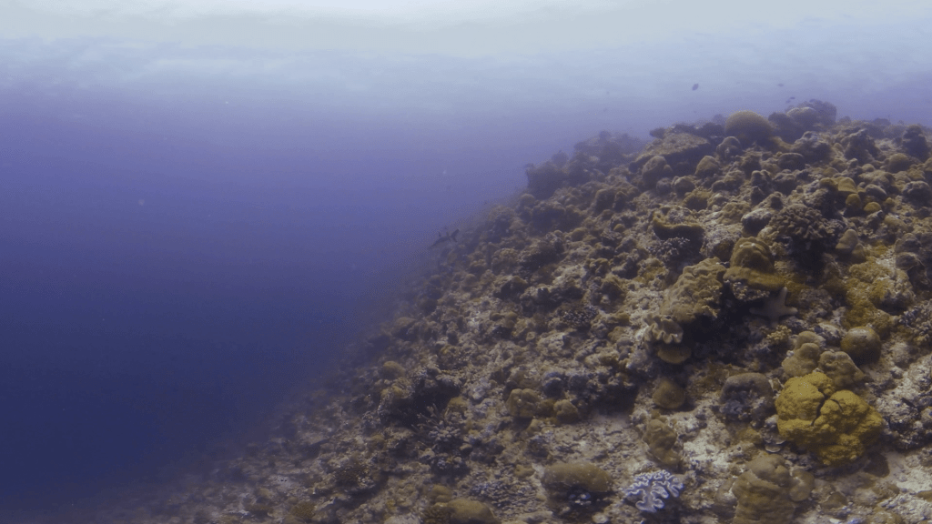 Blacktip Reef Shark Navigates Coral Slope