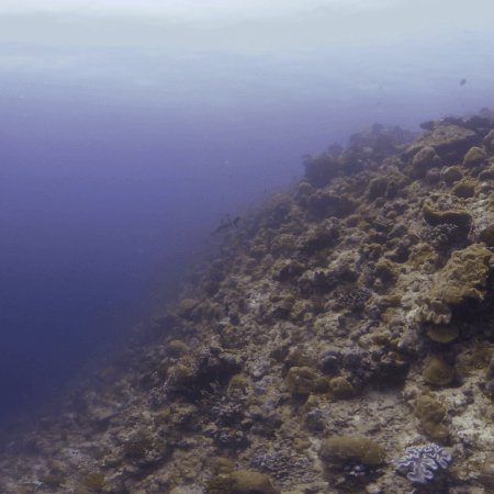 Blacktip Reef Shark Navigates Coral Slope
