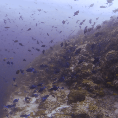 Bannerfish Frenzy: Triggerfish Feast