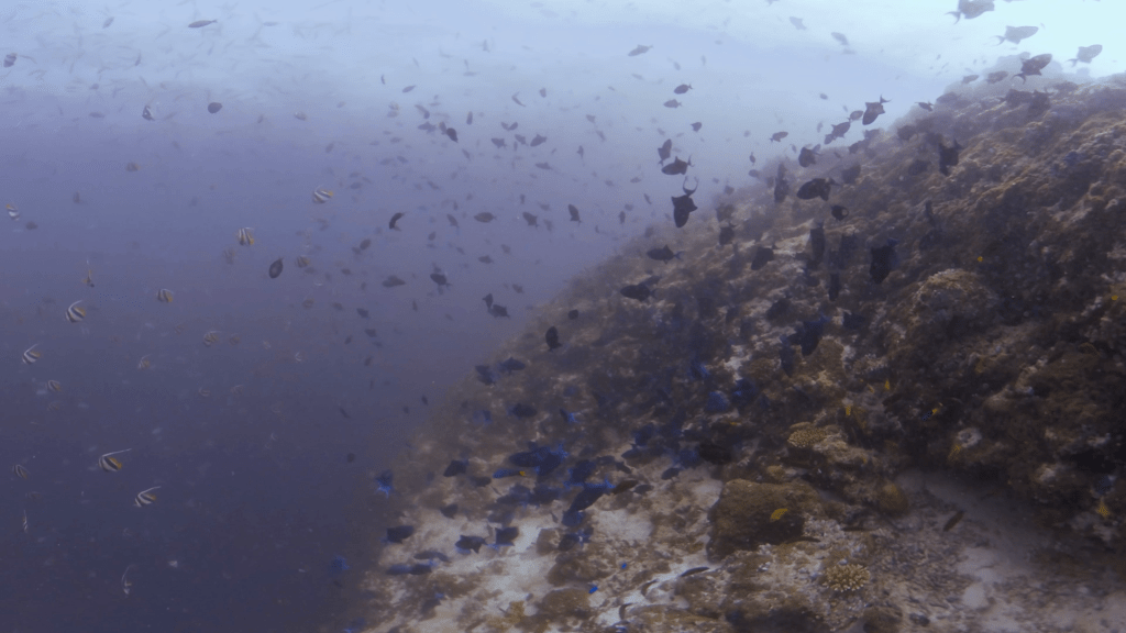 Bannerfish & Triggerfish Reef Haven