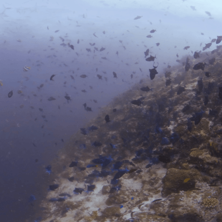 Bannerfish & Triggerfish Reef Haven