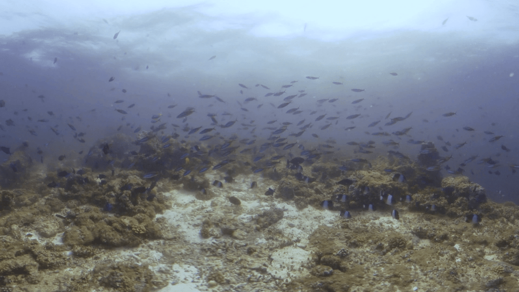 Azure Reef: Sunlight & Fish Swarm