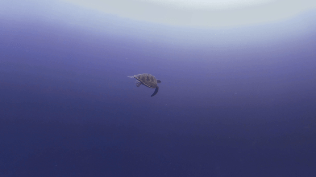 Green Turtle Pelagic Ascent