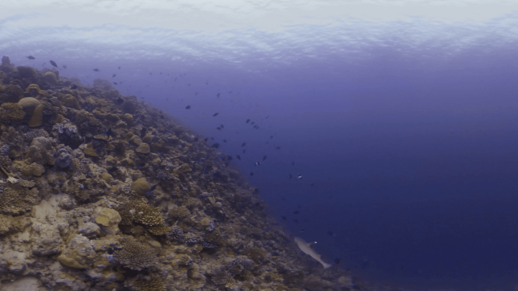 Whitetip Shark Cruises Vibrant Coral Wall