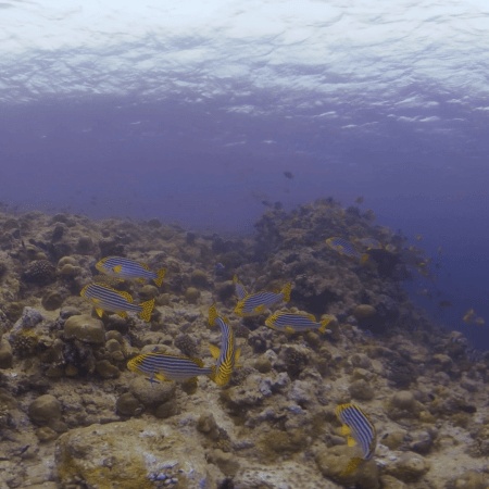 Striped Sweetlips School Over Reef