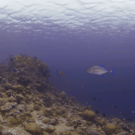 Coral Ridge Fish Dynamics