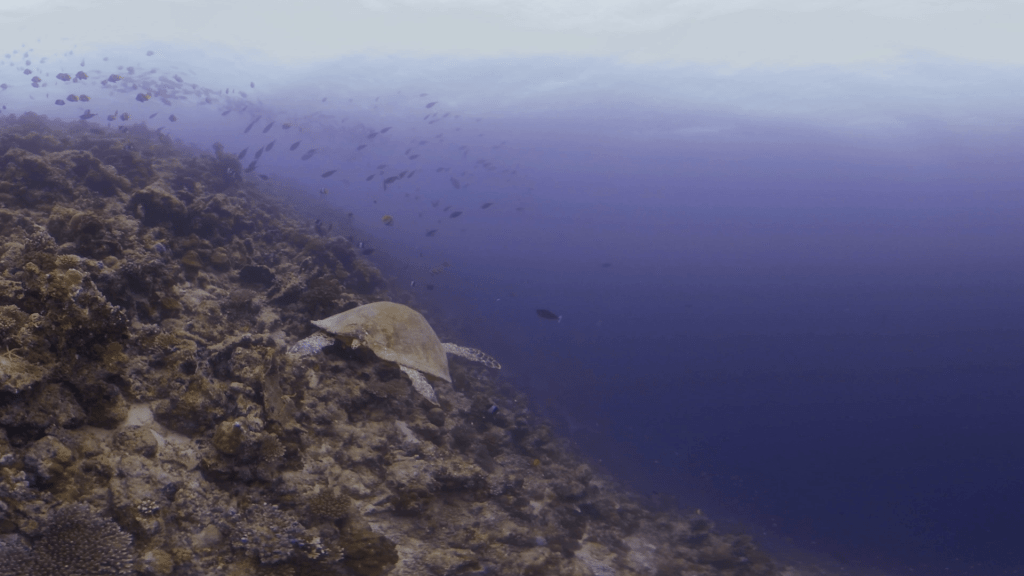 Hawksbill Turtle Foraging Reef