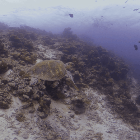 Green Turtle's Reef Crest Forage