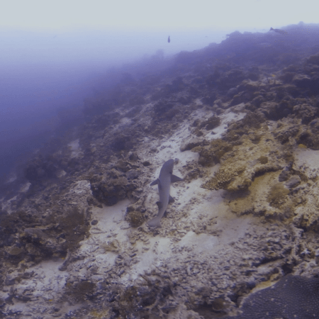 Whitetip Shark Unearths Cryptic Prey