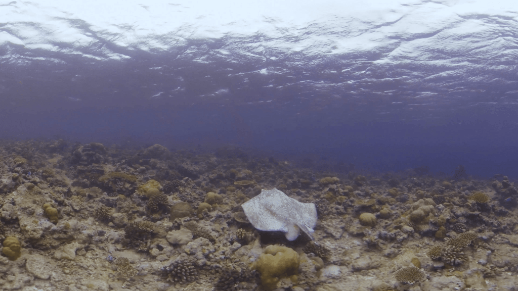 Spotted Ray Rests on Vibrant Reef