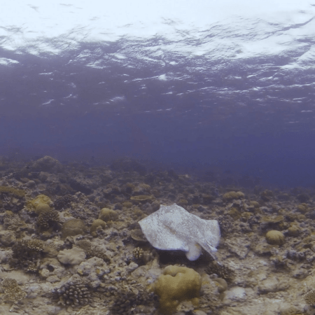 Spotted Ray Rests on Vibrant Reef
