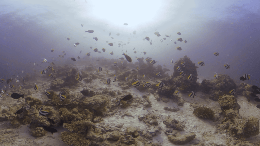 Sunlit Bannerfish Reef Congregation