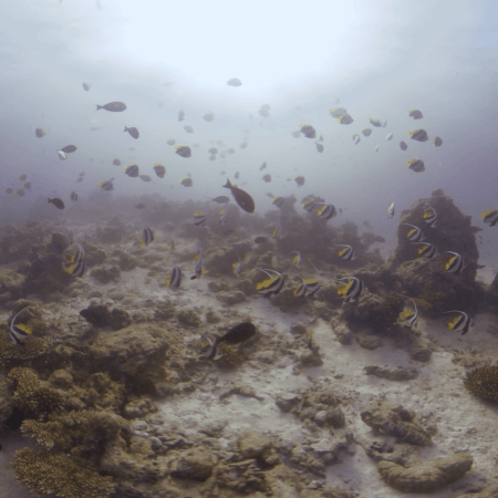Sunlit Bannerfish Reef Congregation