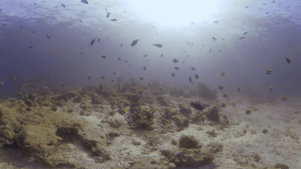Bannerfish Swarm Shallow Coral Habitat