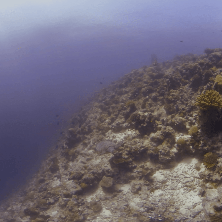 Reef Navigator: Hawksbill Turtle Glide