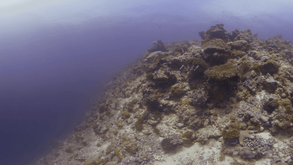 Coastal Pinnacle Sea Turtle Traverse