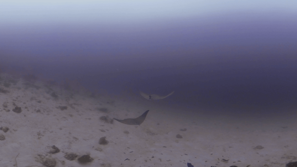Pelagic Rays Soar Above Sandy Basin