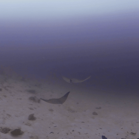 Pelagic Rays Soar Above Sandy Basin
